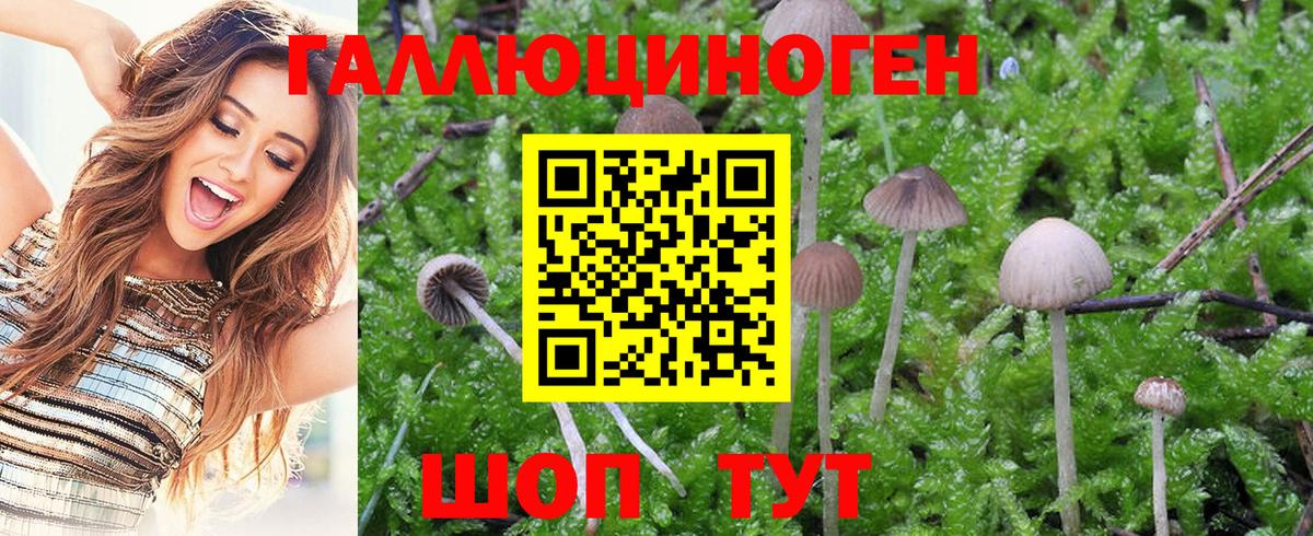 Псилоцибиновые грибы Cubensis Майский